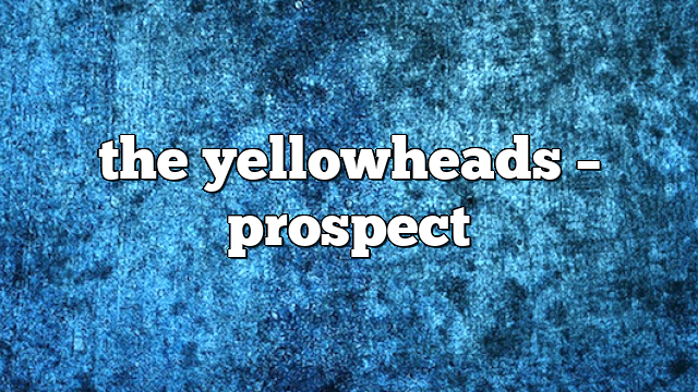 the yellowheads – Prospect